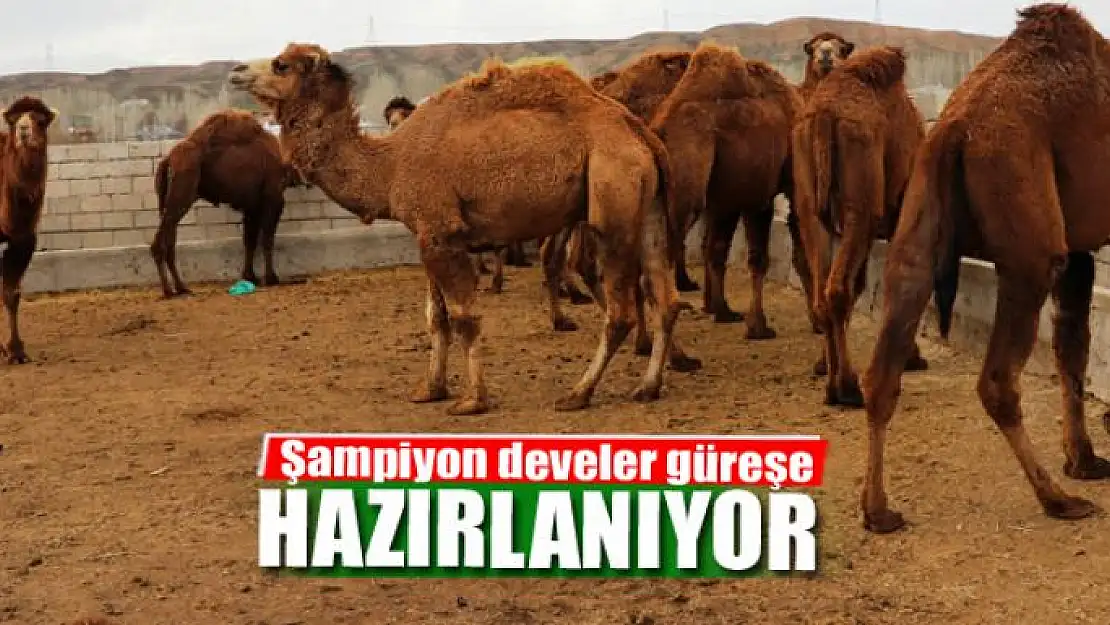 Şampiyon develer güreşe hazırlanıyor