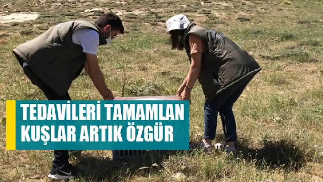 Tedavileri tamamlan kuşlar artık özgür