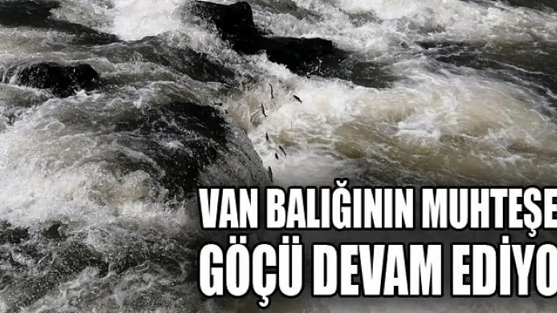 Van Balığının muhteşem göçü devam ediyor