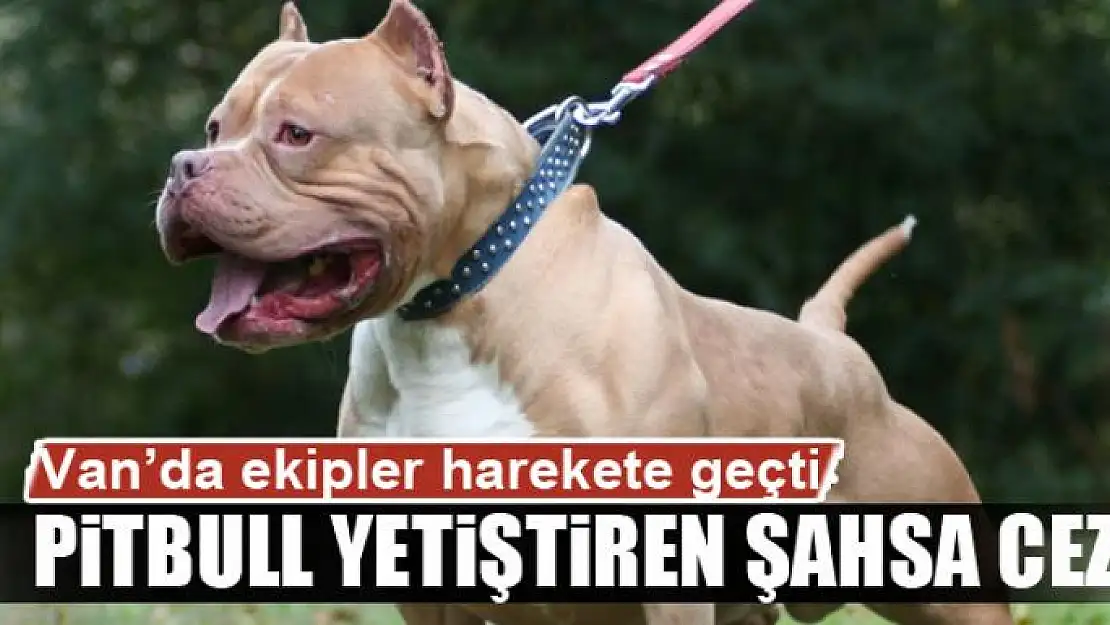 Pitbull yetiştiren şahsa ceza 