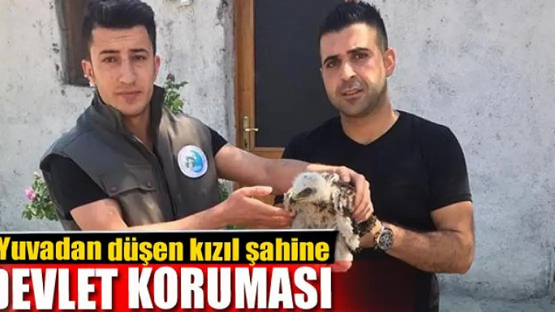 Yuvadan düşen kızıl şahine devlet koruması 