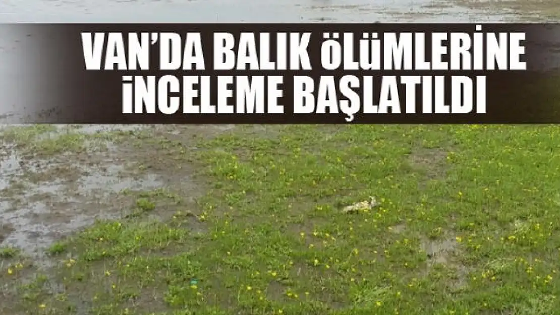 Van'da balık ölümleri