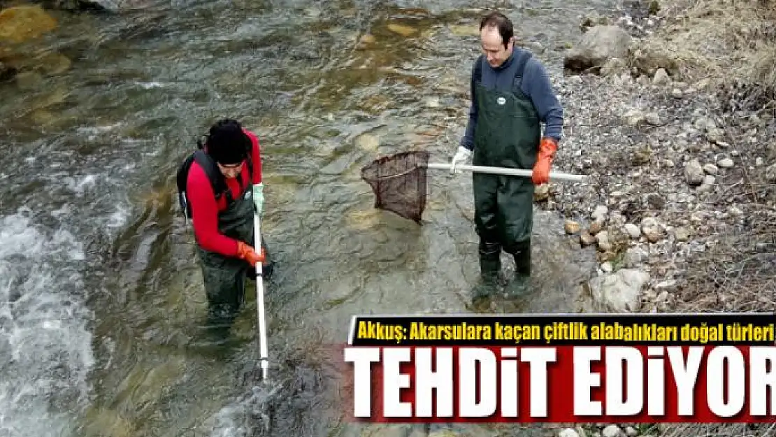 Akkuş 'Akarsulara kaçan çiftlik alabalıkları doğal türleri tehdit ediyor' 