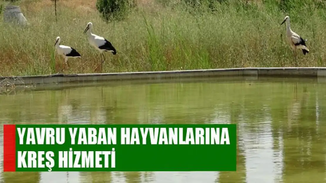 Yavru yaban hayvanlarına kreş hizmeti