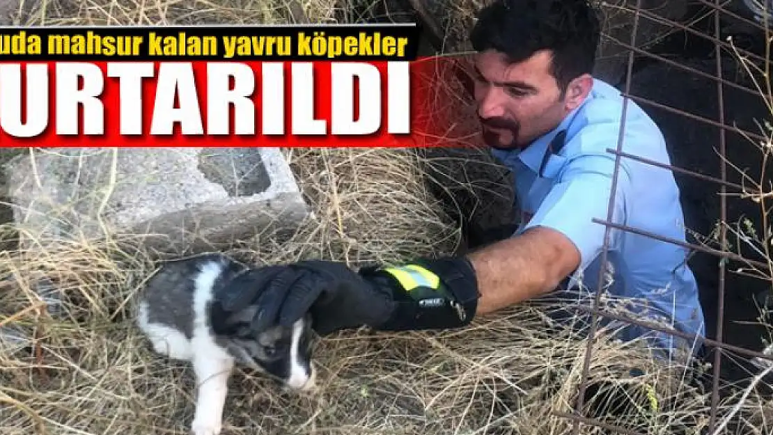 Kuyuda mahsur kalan yavru köpekler itfaiye tarafından kurtarıldı 