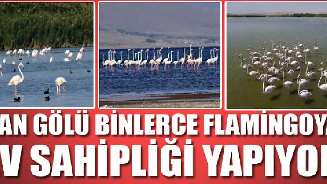 Van Gölü binlerce flamingoya ev sahipliği yapıyor