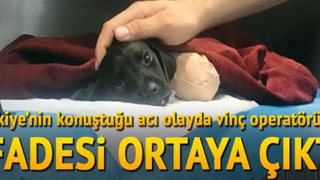 'O köpeğe ben zarar vermedim'