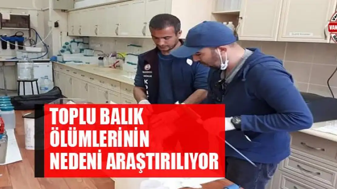 Toplu balık ölümlerinin nedeni araştırılıyor