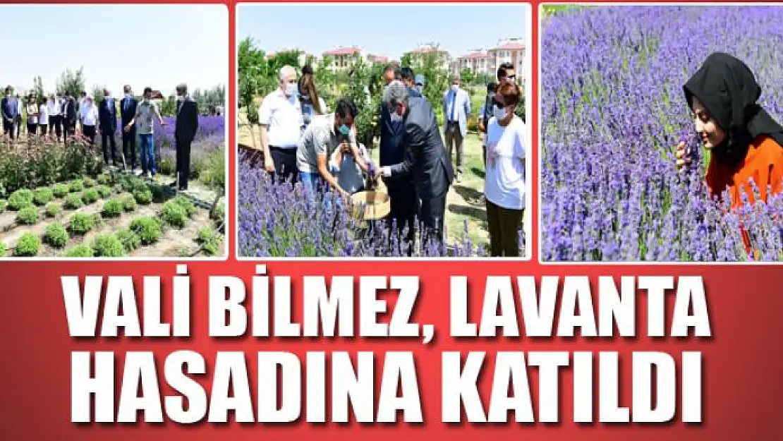 Vali Bilmez, lavanta hasadına katıldı