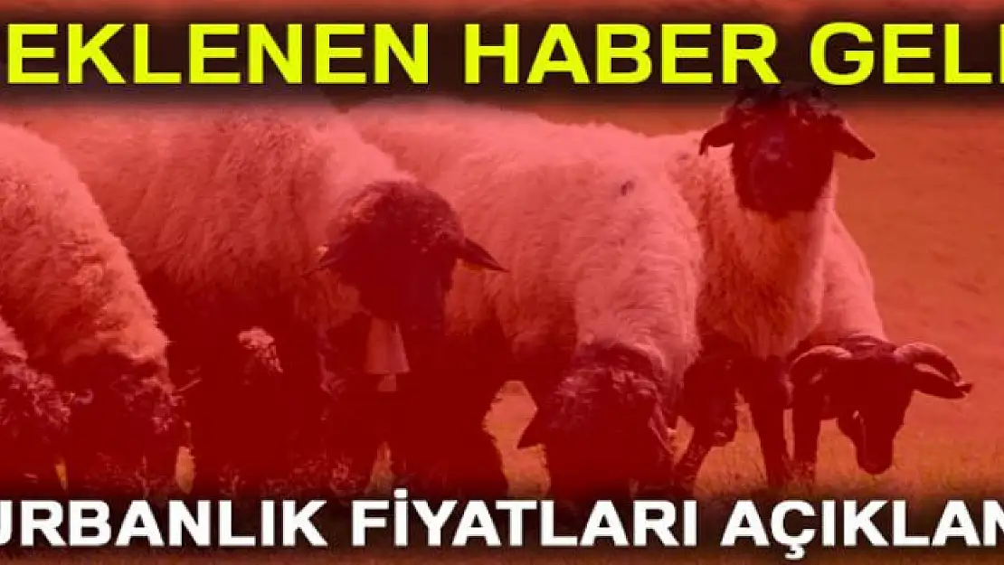 Kurbanlık fiyatları belli oldu!