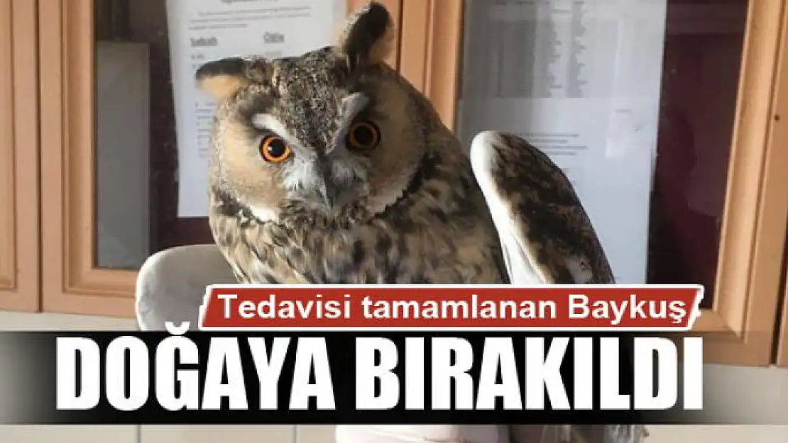 Tedavisi tamamlanan Baykuş, doğaya bırakıldı