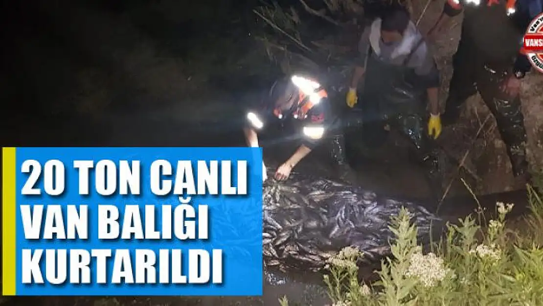 20 TON CANLI VAN BALIĞI KURTARILDI