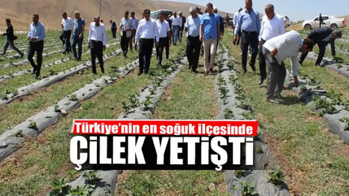 Çaldıran'da çilek yetişti