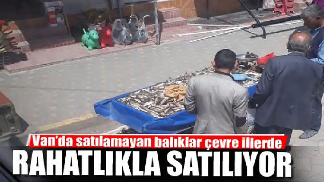 Van'da satılamayan balıklar çevre illerde rahatlıkla satılıyor 