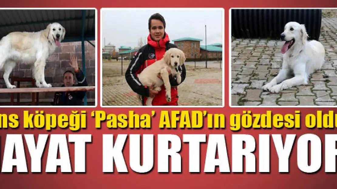 Cins köpeği 'Pasha' AFAD'ın gözdesi oldu