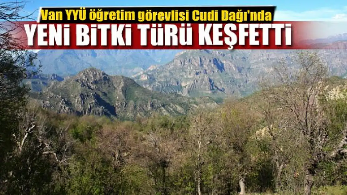 Van YYÜ öğretim görevlisi Cudi Dağı'nda yeni bitki türü keşfetti