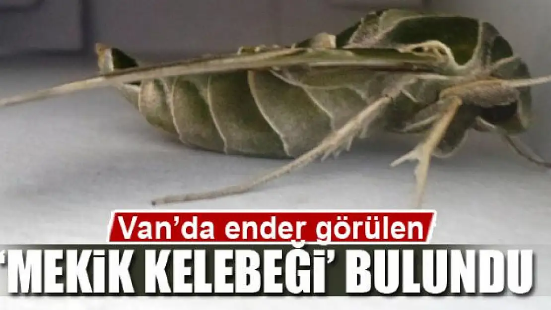 Van'da ender görülen 'Mekik Kelebeği' bulundu