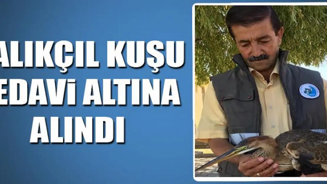 Yaralı Erguvani balıkçıl kuşu tedavi altına alındı