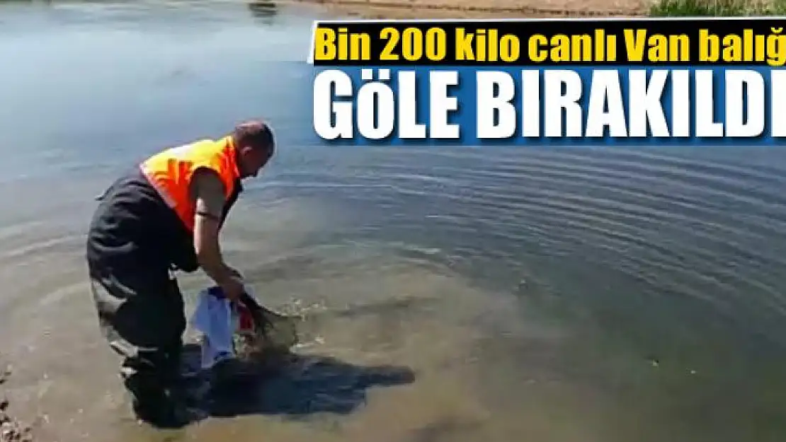 Jandarma, bin 200 kilo canlı Van balığını göle bıraktı 