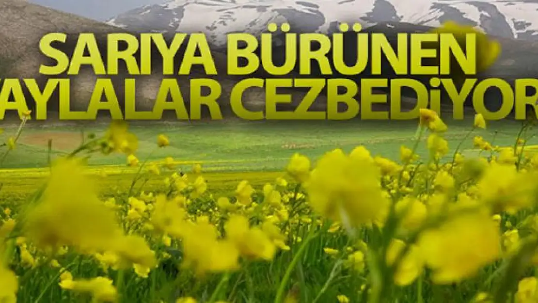 Sarıya bürünen yaylalar cezbediyor