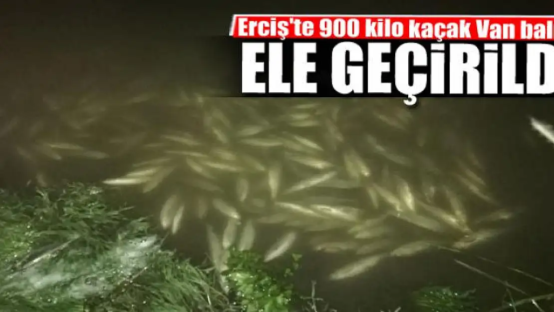 Erciş'te 900 kilo kaçak Van balığı ele geçirildi 