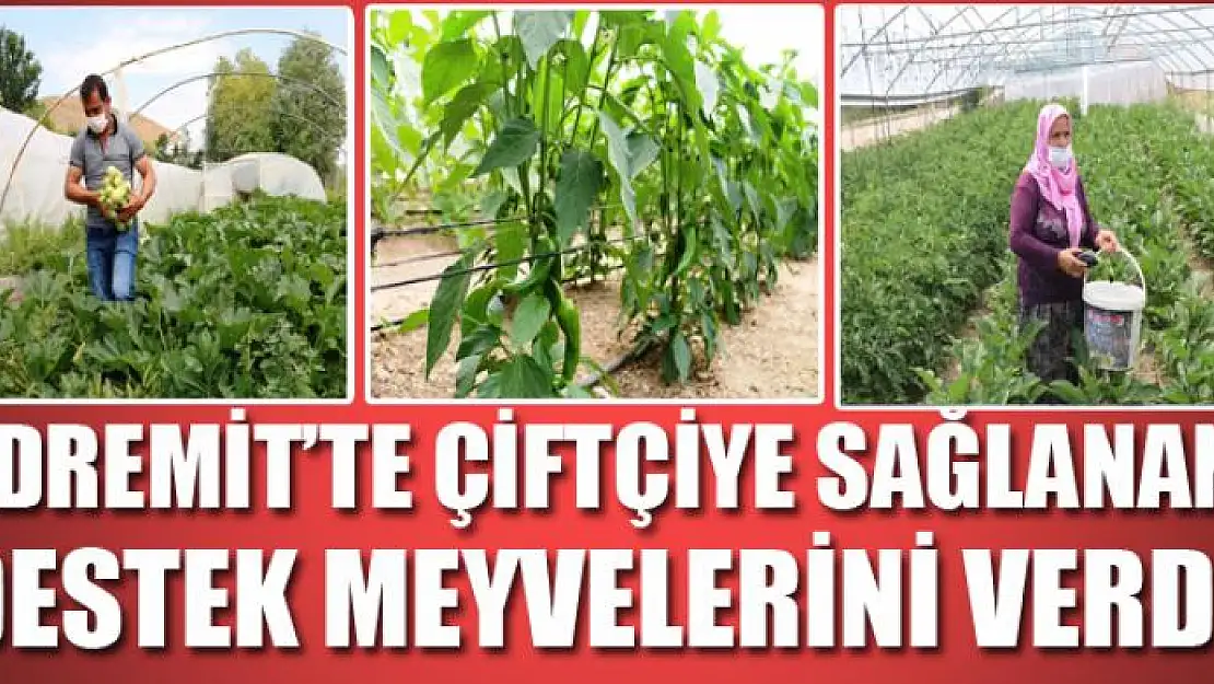 Edremit'te çiftçiye sağlanan destek meyvelerini verdi