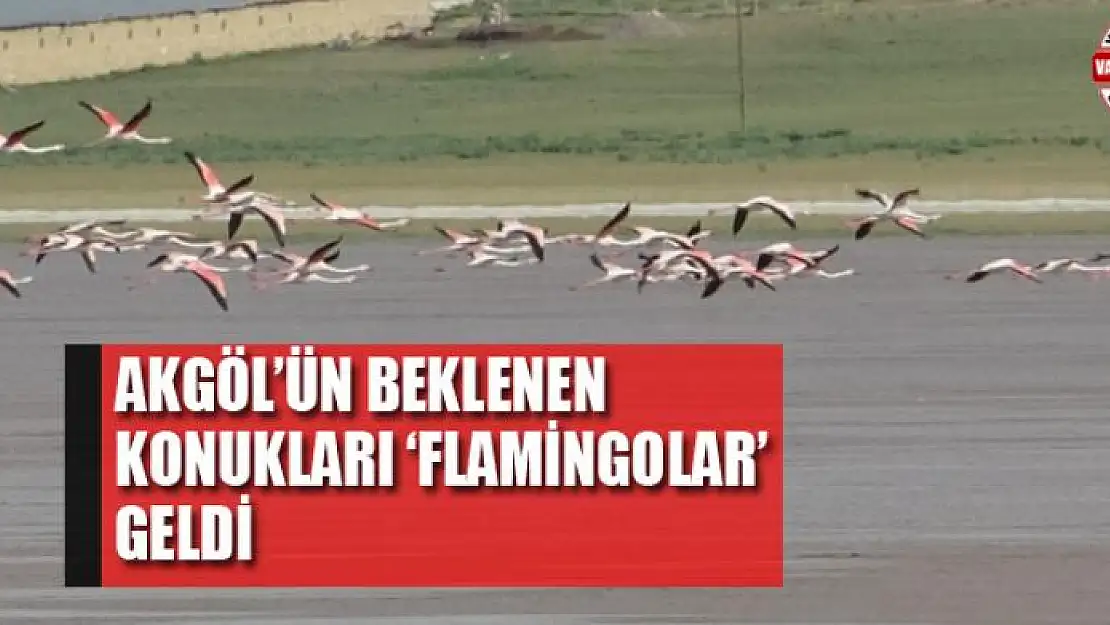 Akgöl'ün beklenen konukları 'flamingolar' geldi