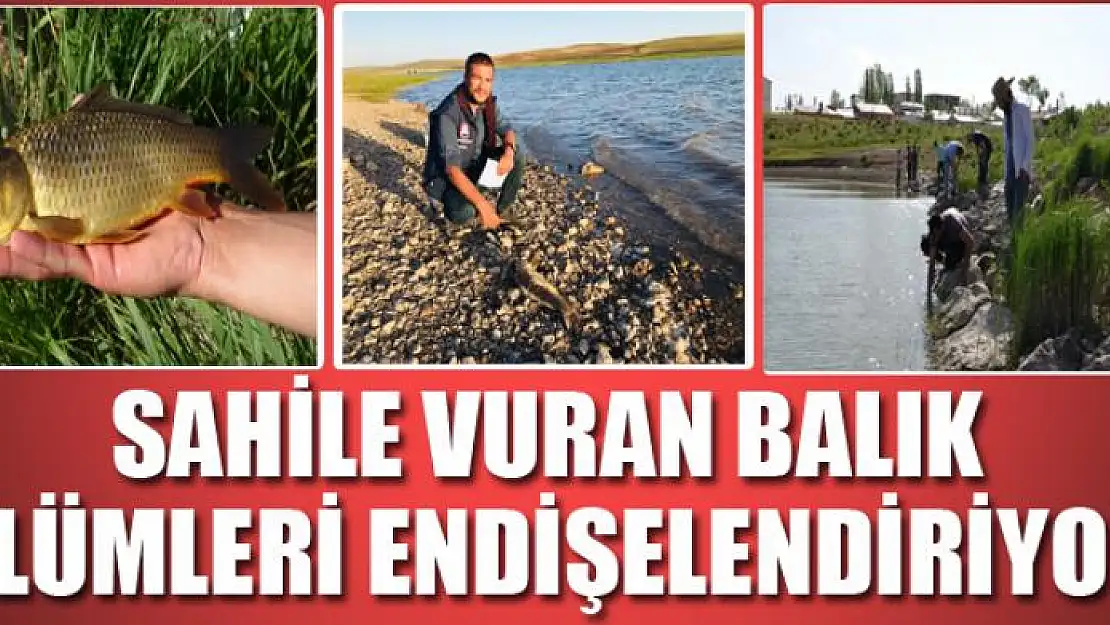 SAHİLE VURAN BALIK ÖLÜMLERİ ENDİŞELENDİRİYOR