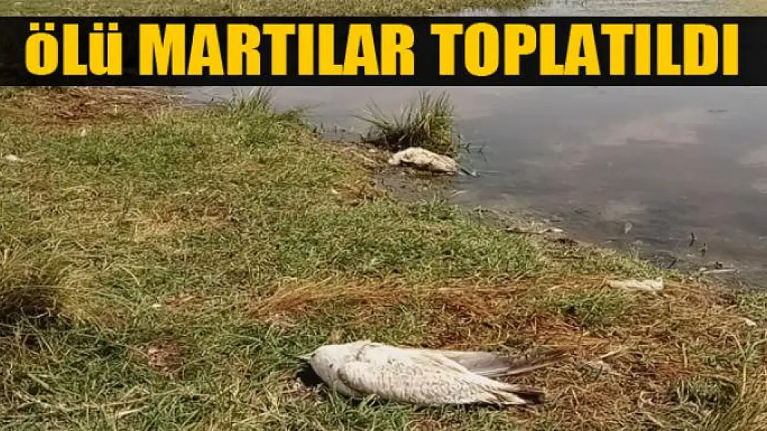 Ölü martılar toplatıldı 