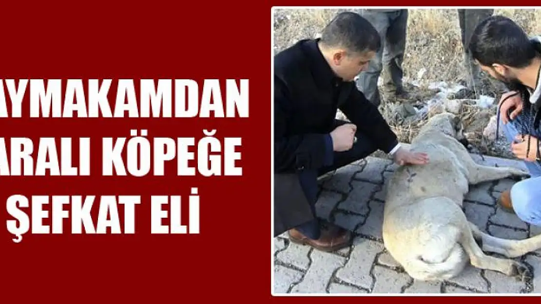 Kaymakamdan yaralı köpeğe şefkat eli