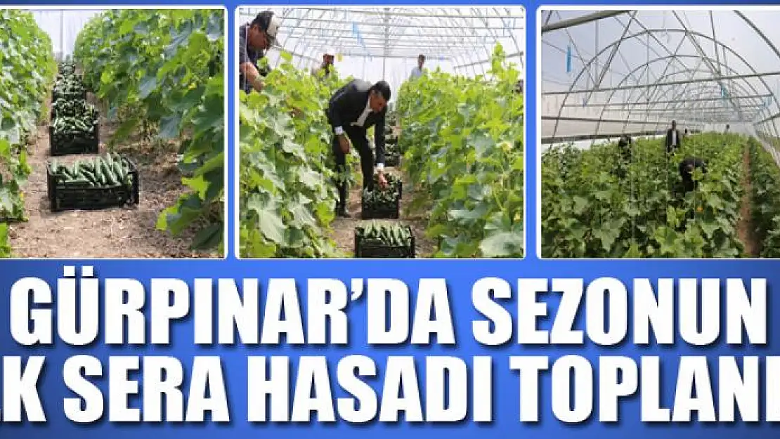 Gürpınar'da sezonun ilk sera hasadı toplandı