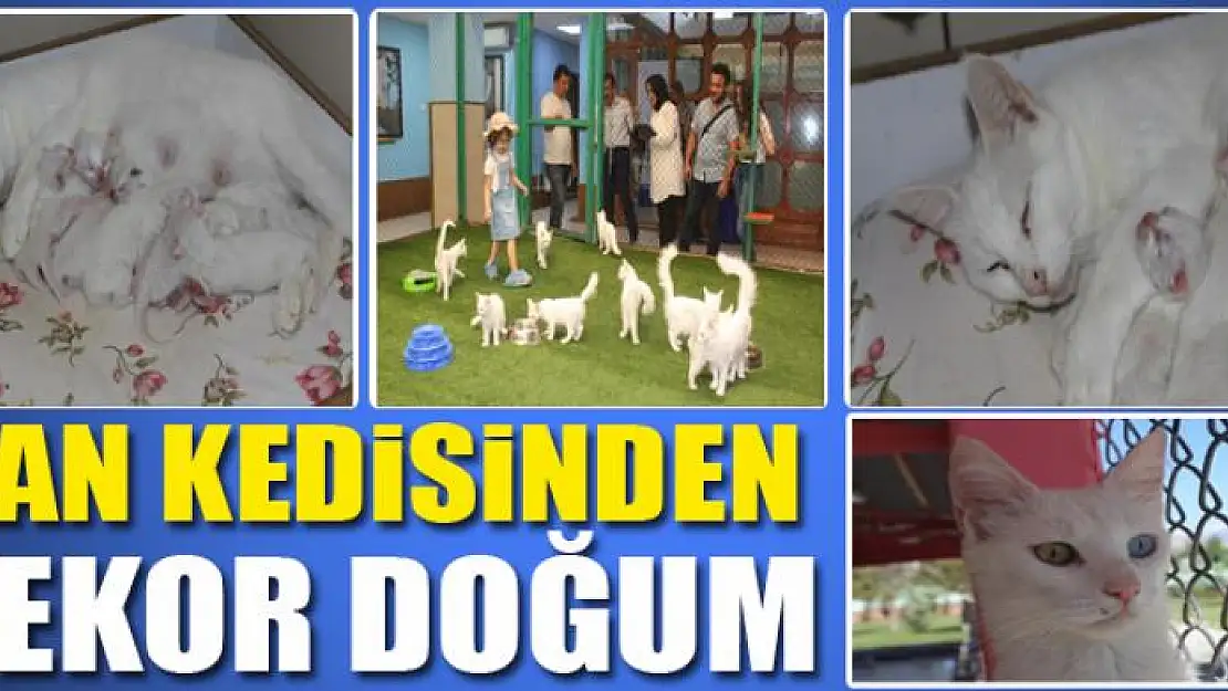 Van kedisinden rekor doğum