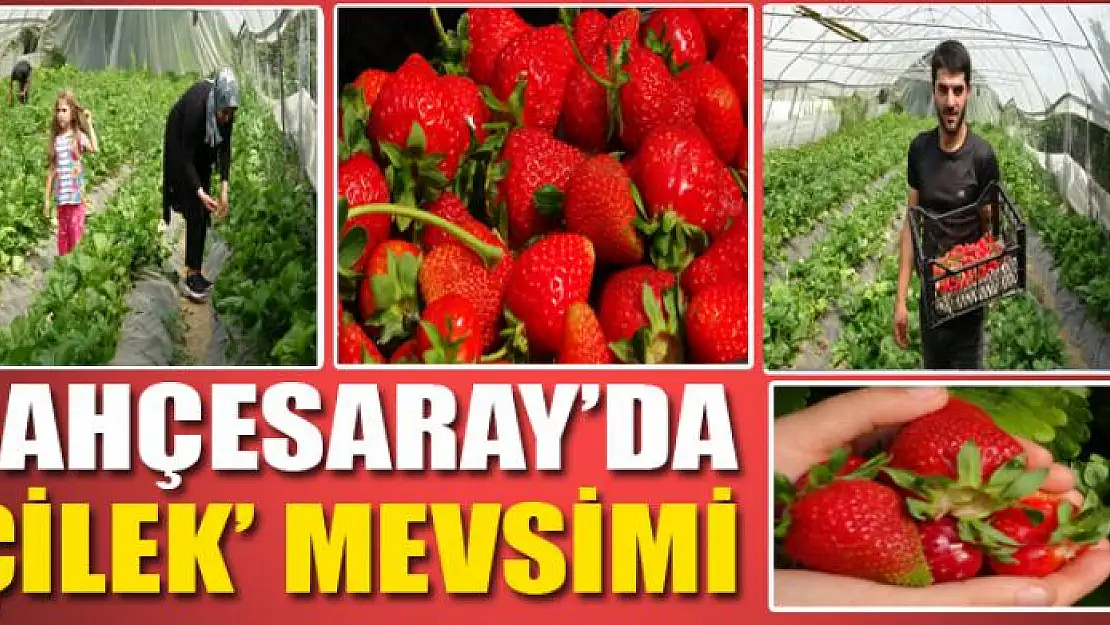 Bahçesaray'da 'çilek' mevsimi