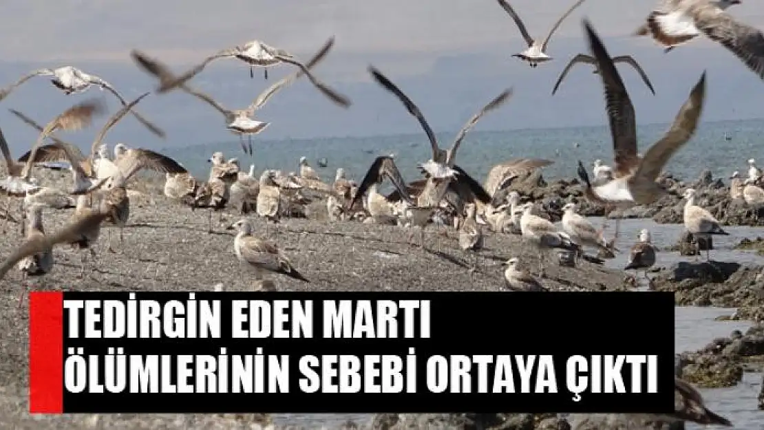 Tedirgin eden martı ölümlerinin sebebi ortaya çıktı