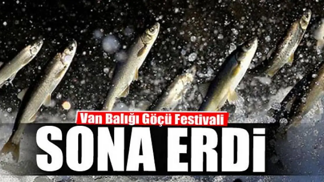 Van Balığı Göçü Festivali Sona Erdi