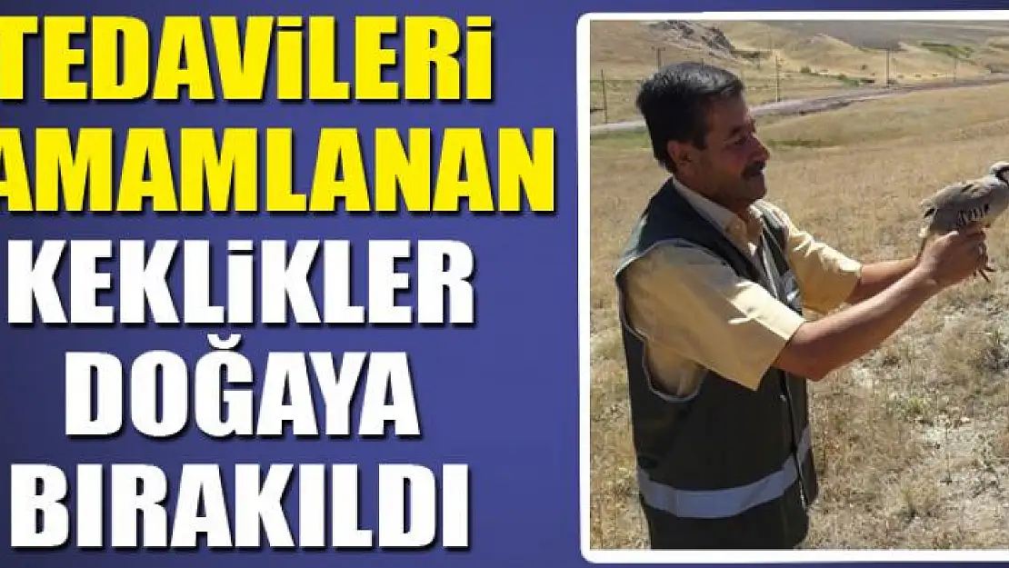 Tedavileri tamamlanan Keklikler doğaya bırakıldı