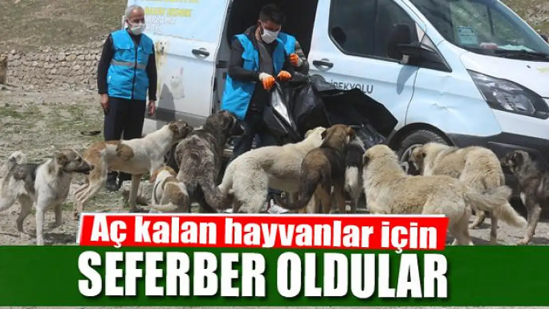 Sokağa çıkma kısıtlamasında aç kalan hayvanlar için seferber oldular