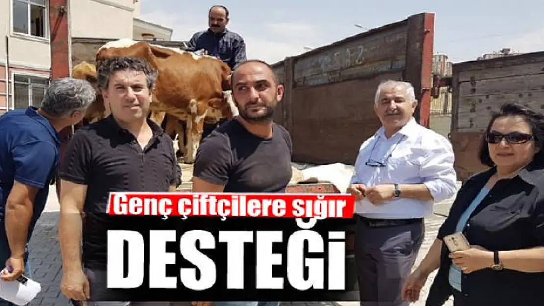 Genç çiftçilere sığır desteği 