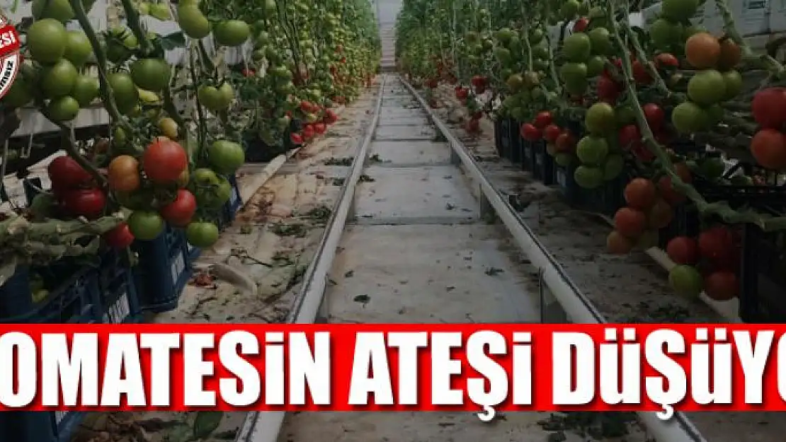  Domatesin ateşi düşüyor