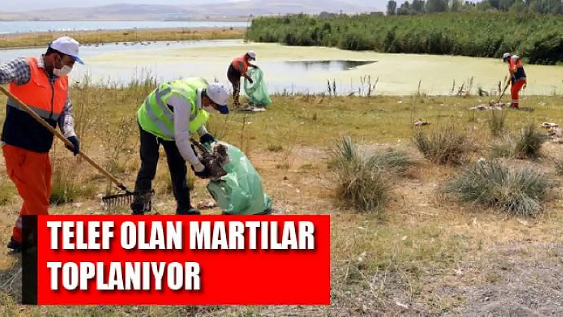 TELEF OLAN MARTILAR TOPLANIYOR