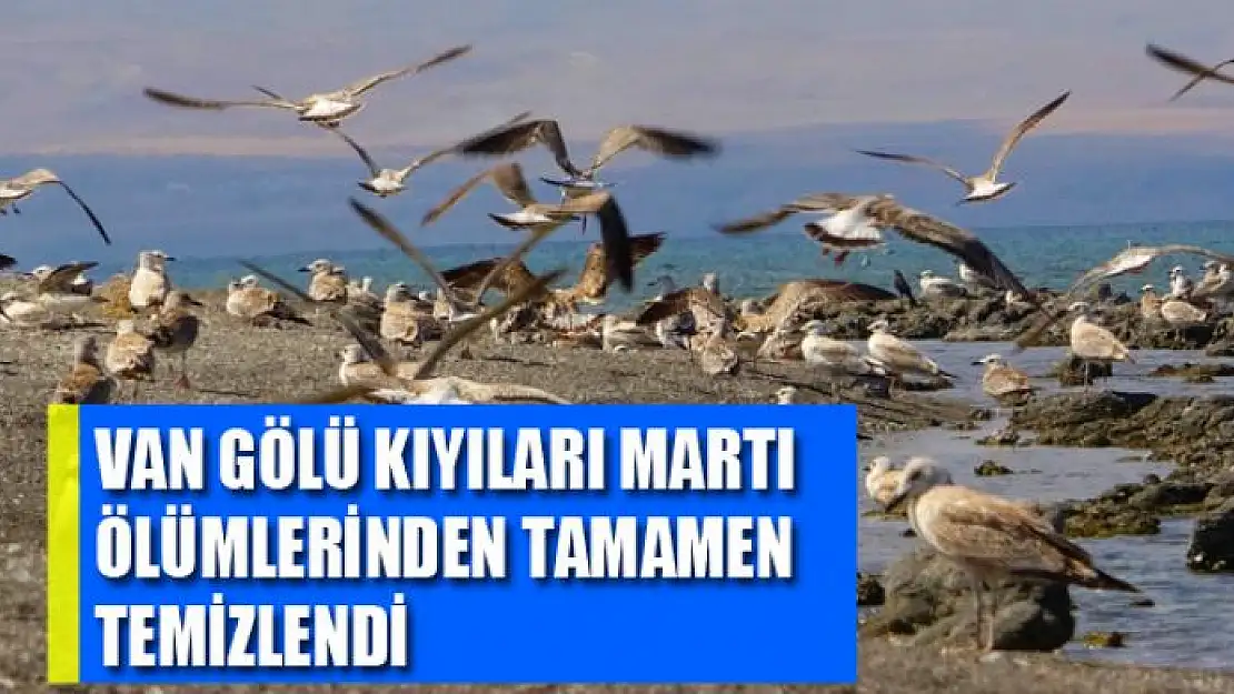 Van Gölü kıyıları martı ölümlerinden tamamen temizlendi