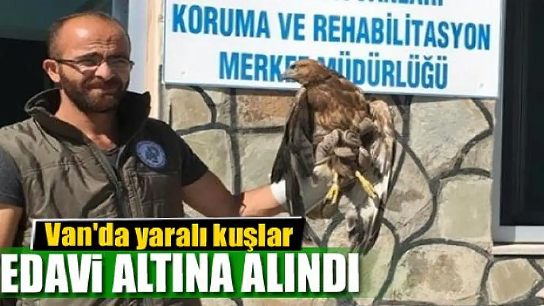 Van'da yaralı kuşlar tedavi altına alındı