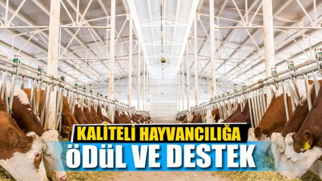 KALİTELİ HAYVANCILIĞA ÖDÜL VE DESTEK