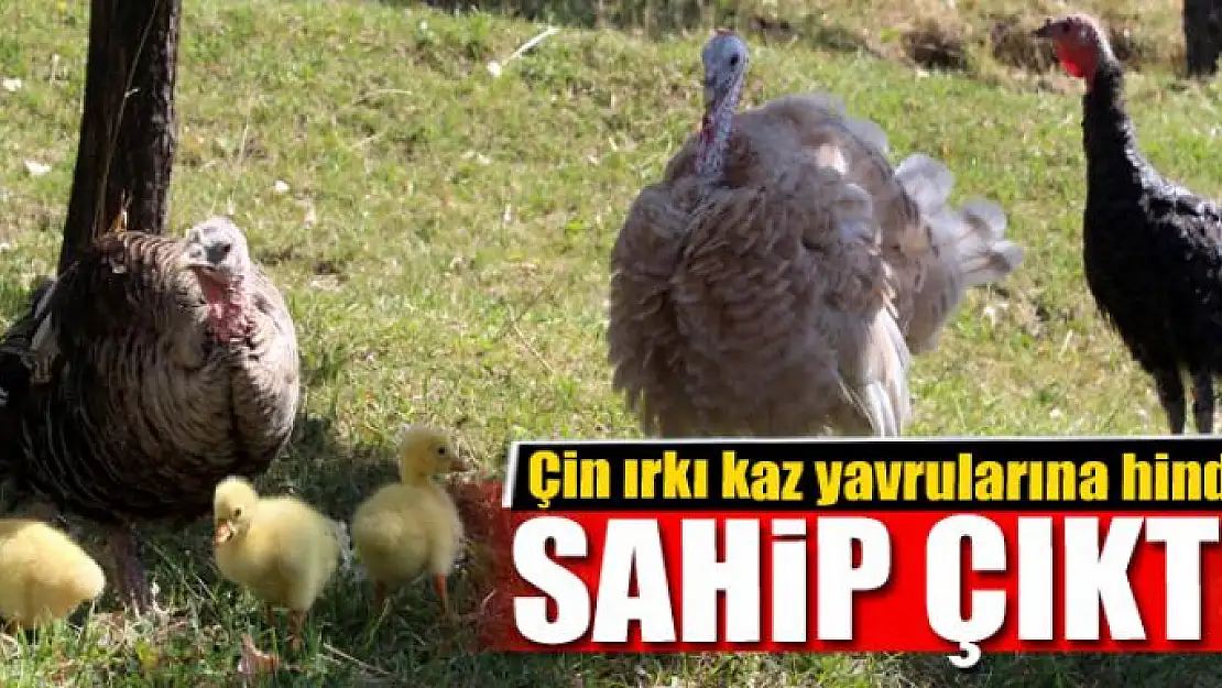 Çin ırkı kaz yavrularına hindi sahip çıktı