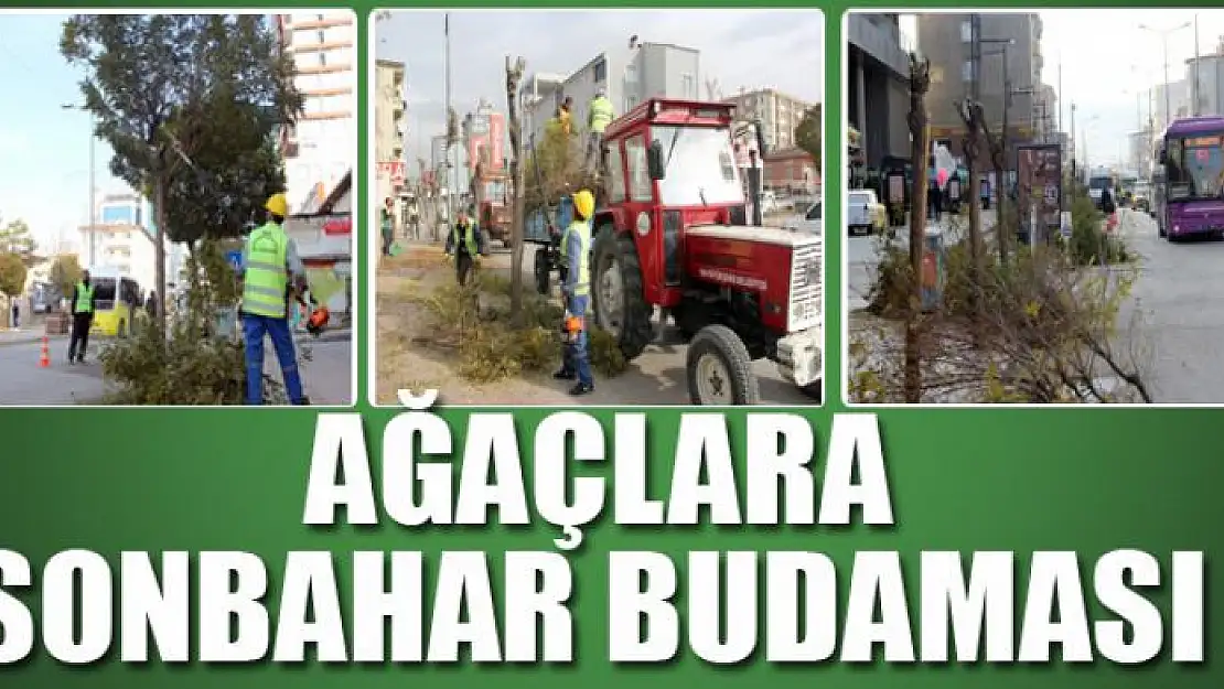 AĞAÇLARA SONBAHAR BUDAMASI 