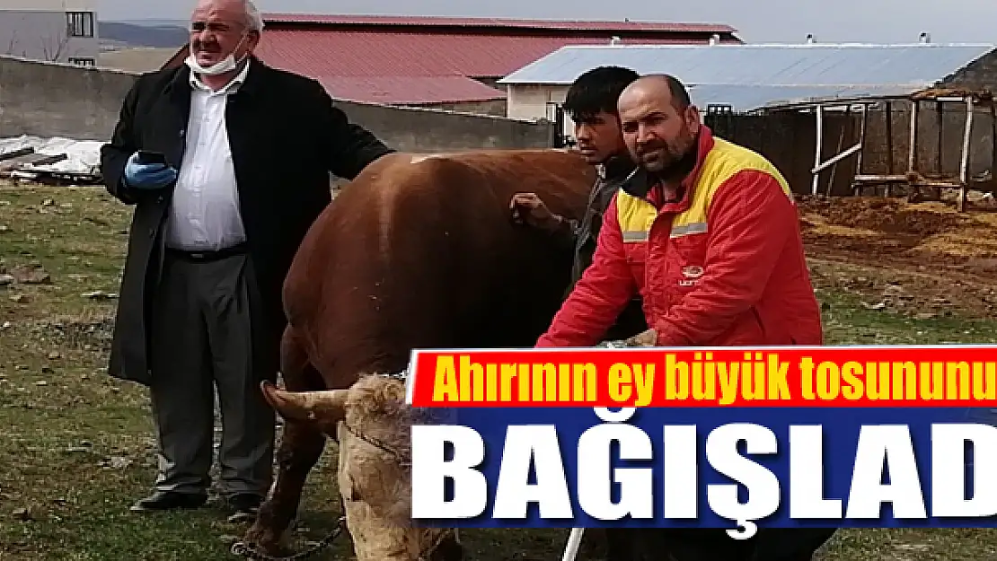 Ahırının ey büyük tosununu bağışladı