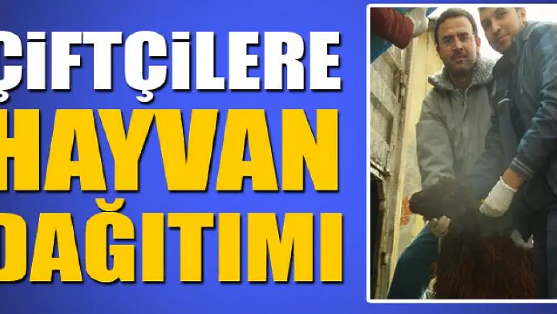 Genç çiftçilere hayvan dağıtımı