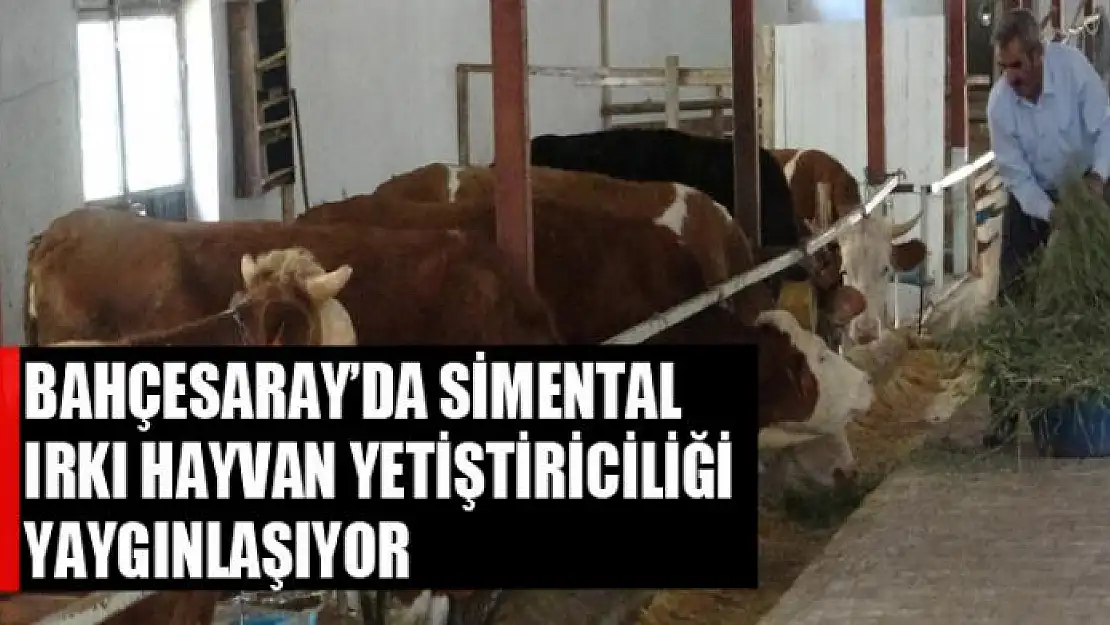 Bahçesaray'da simental ırkı hayvan yetiştiriciliği yaygınlaşıyor