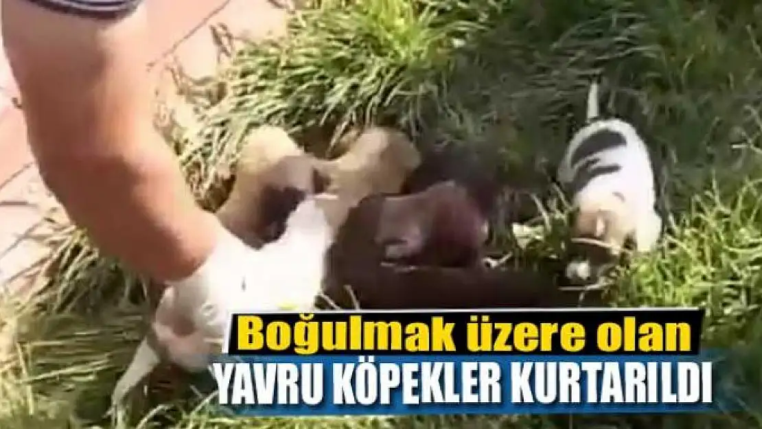 Boğulmak üzere olan 7 yavru köpek kurtarıldı