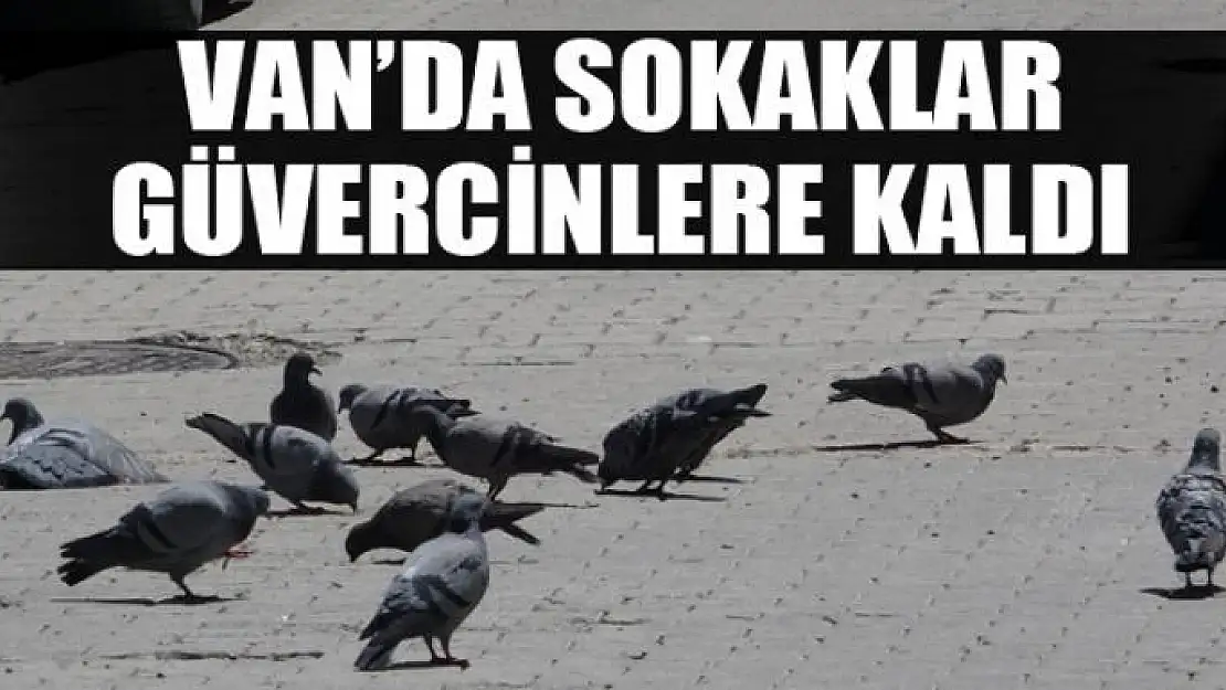 VAN'DA SOKAKLAR GÜVERCİNLERE KALDI